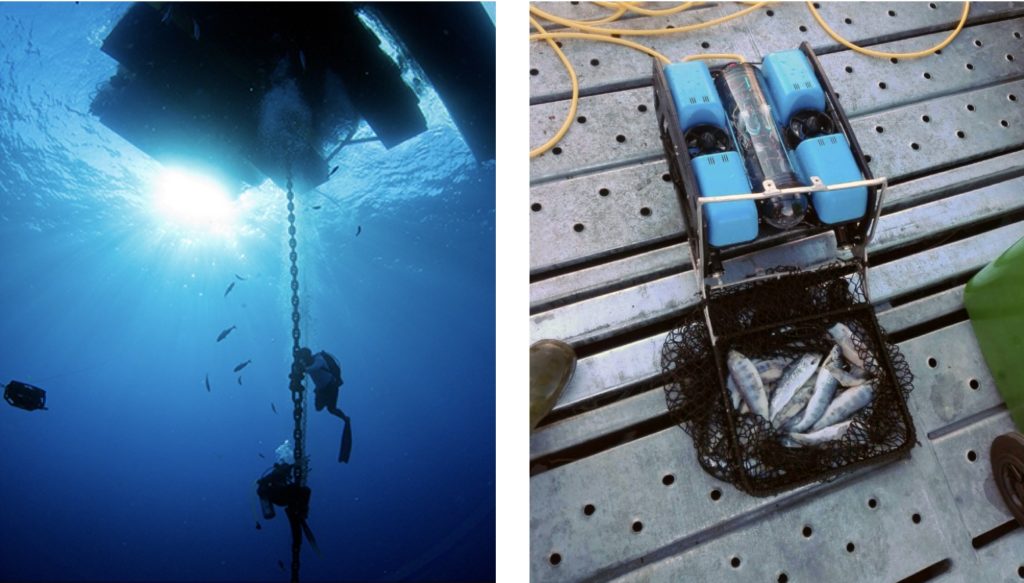 aquaculture-rovs-in-action